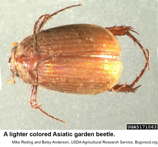Thumbnail image for Asiatic Garden Beetle